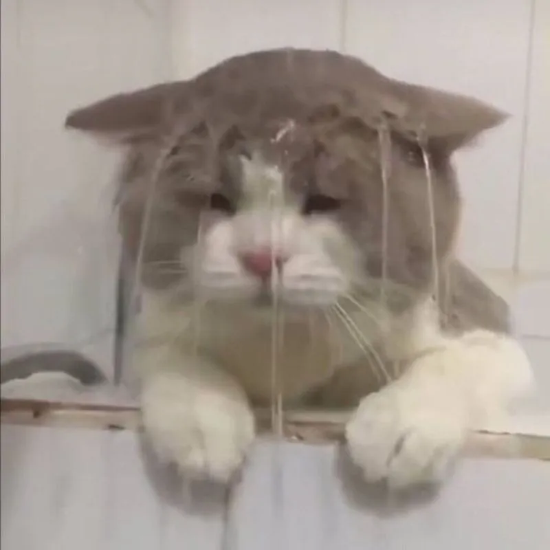mèo buồn bã meme