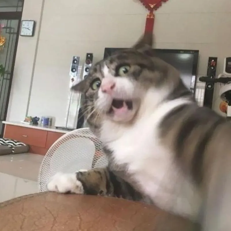 mèo hốt hoảng meme