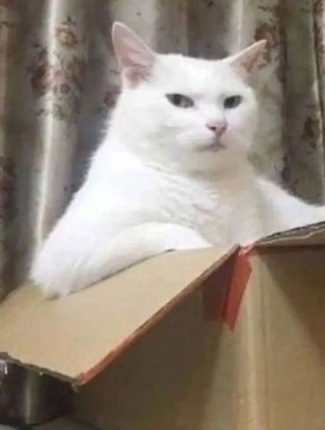 mèo meme