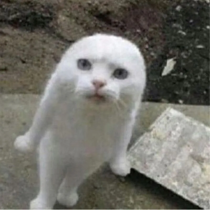 mèo tức giận meme