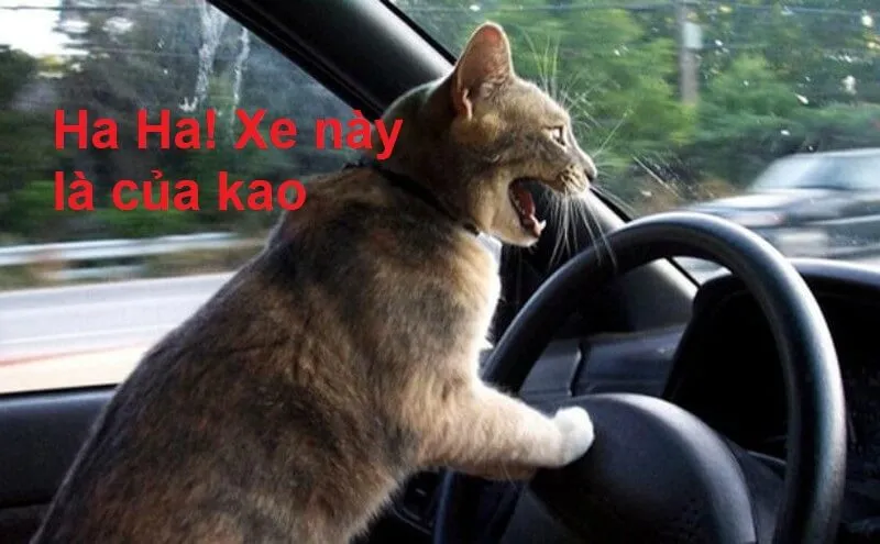 Nụ cười meme
