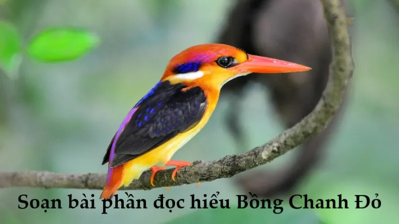 soạn bài bồmg chanh đỏ chân trời sáng tạo