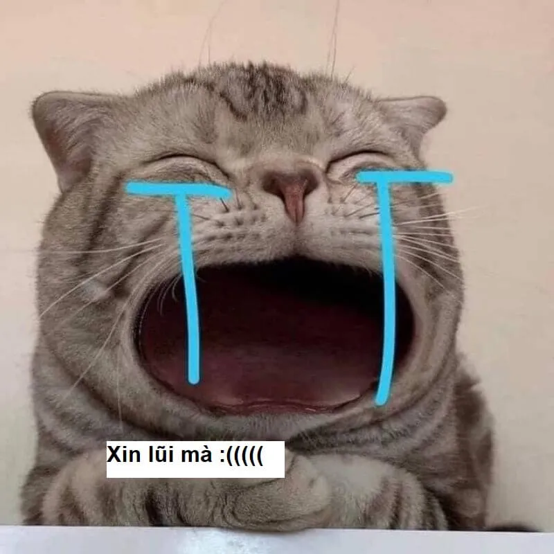 Xin lỗi meme