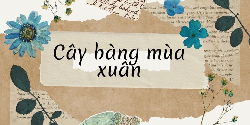 Cây bàng mùa xuân (Nguyễn Anh Nông)