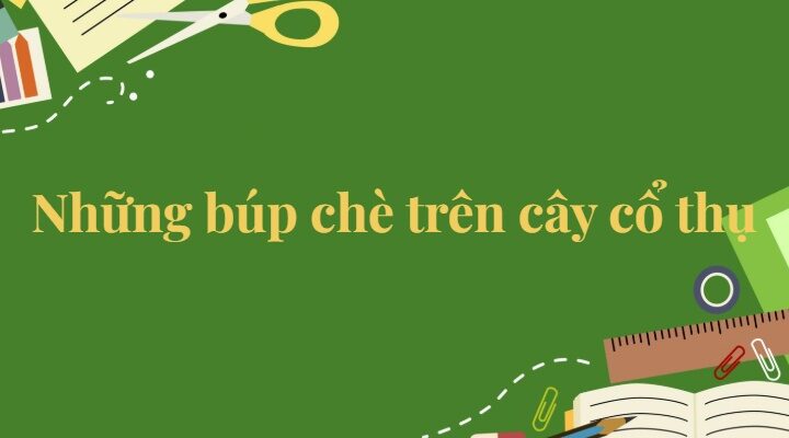 Bài 10: Những búp chè trên cây cổ thụ Tiếng Việt lớp 5 Kết nối tri thức