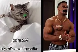 ashton hall meme