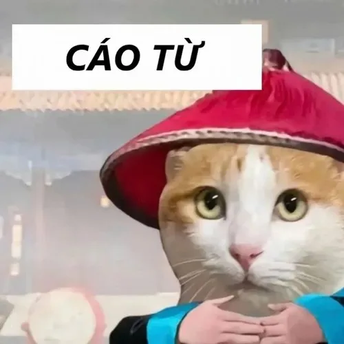 cáo từ meme