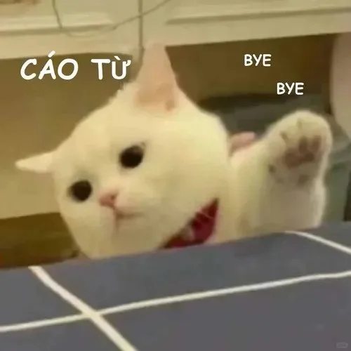 cáo từ meme