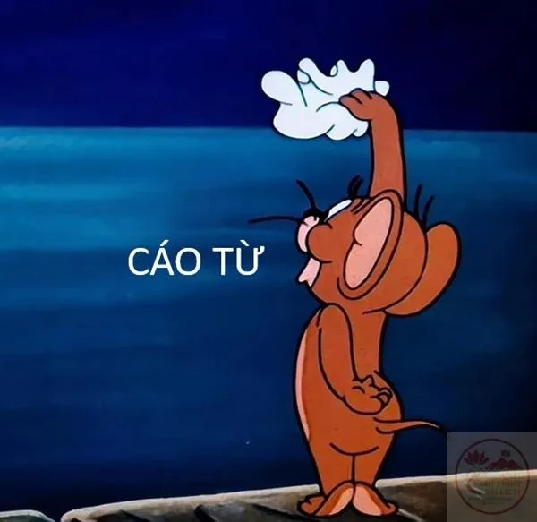 cáo từ meme