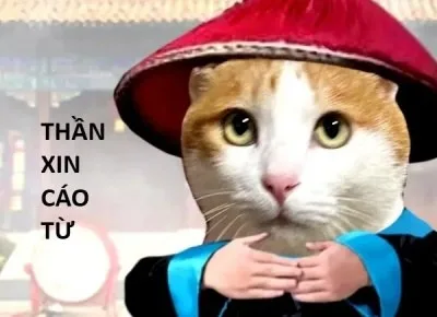 cáo từ meme