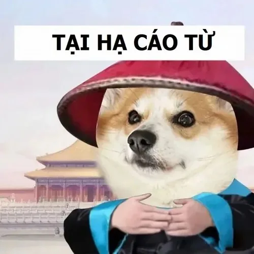 cáo từ meme