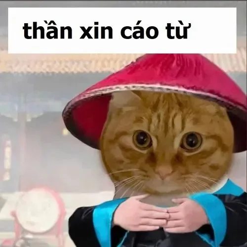 cáo từ meme