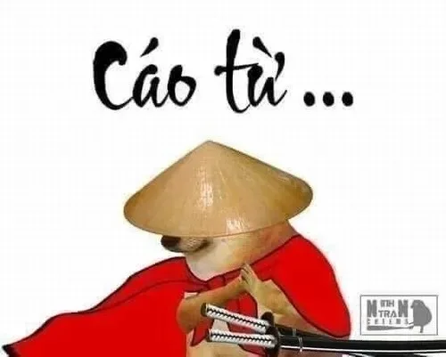cáo từ meme