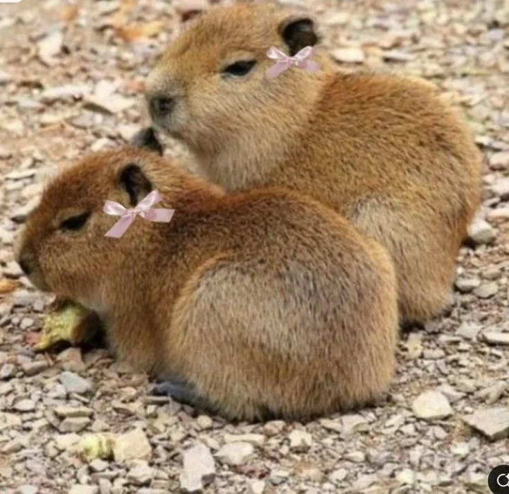 meme capybara