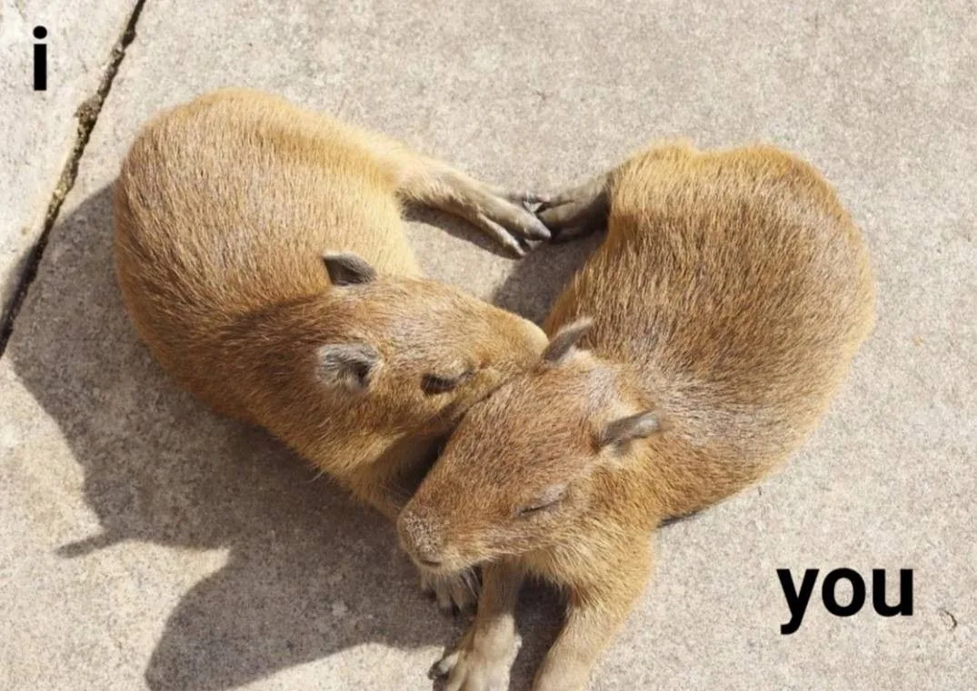 meme capybara