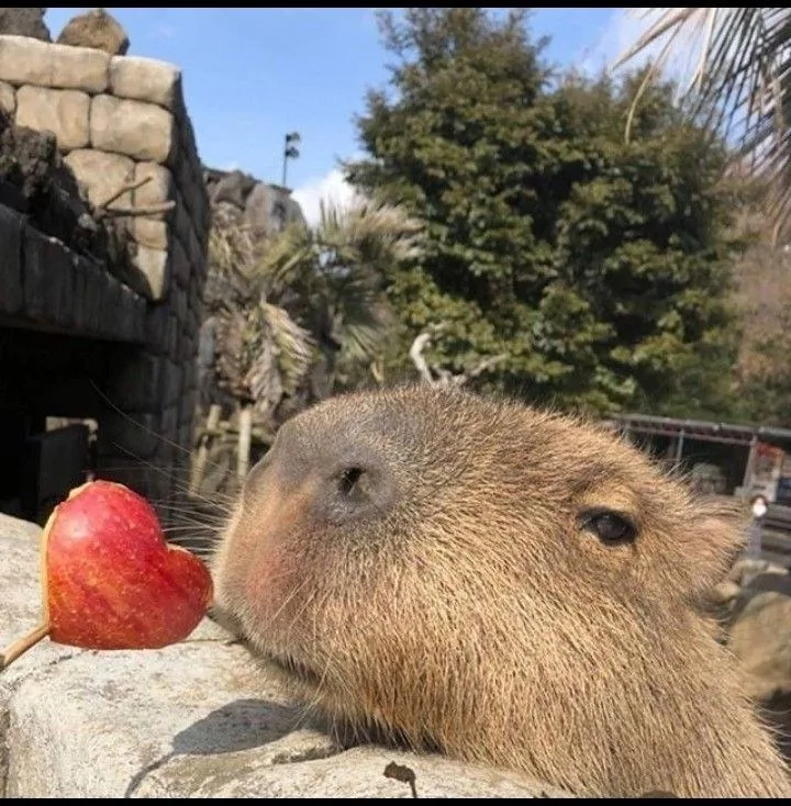 ảnh capybara vô tri