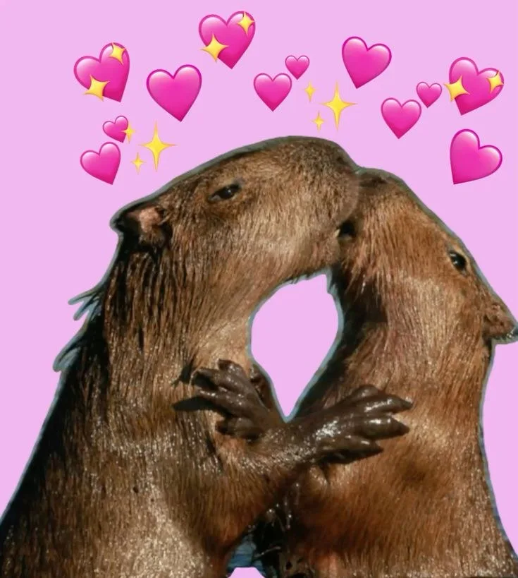 meme capybara