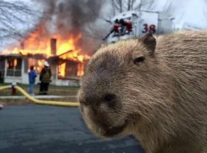 ảnh capybara vô tri