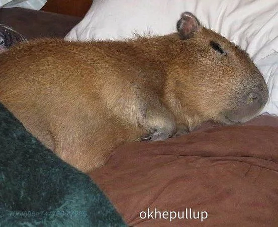 ảnh capybara vô tri