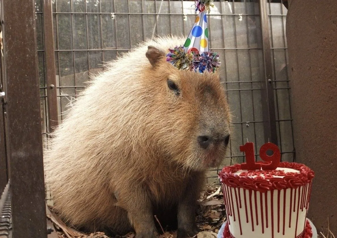 meme capybara