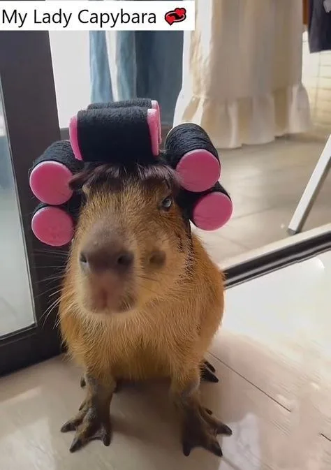 meme capybara