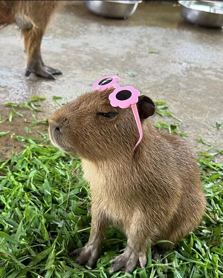 meme capybara