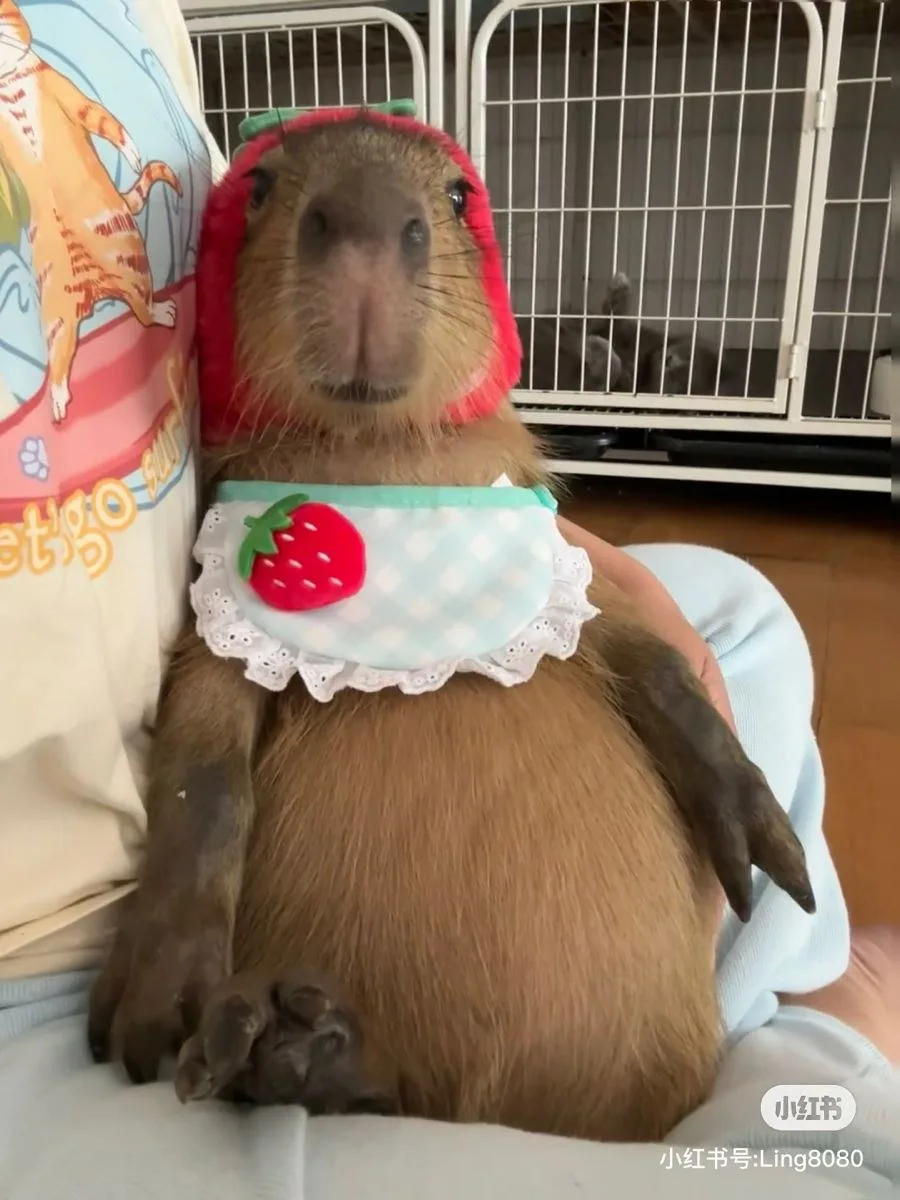 meme capybara