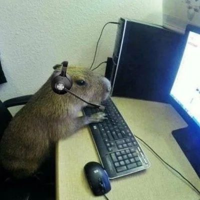 meme capybara