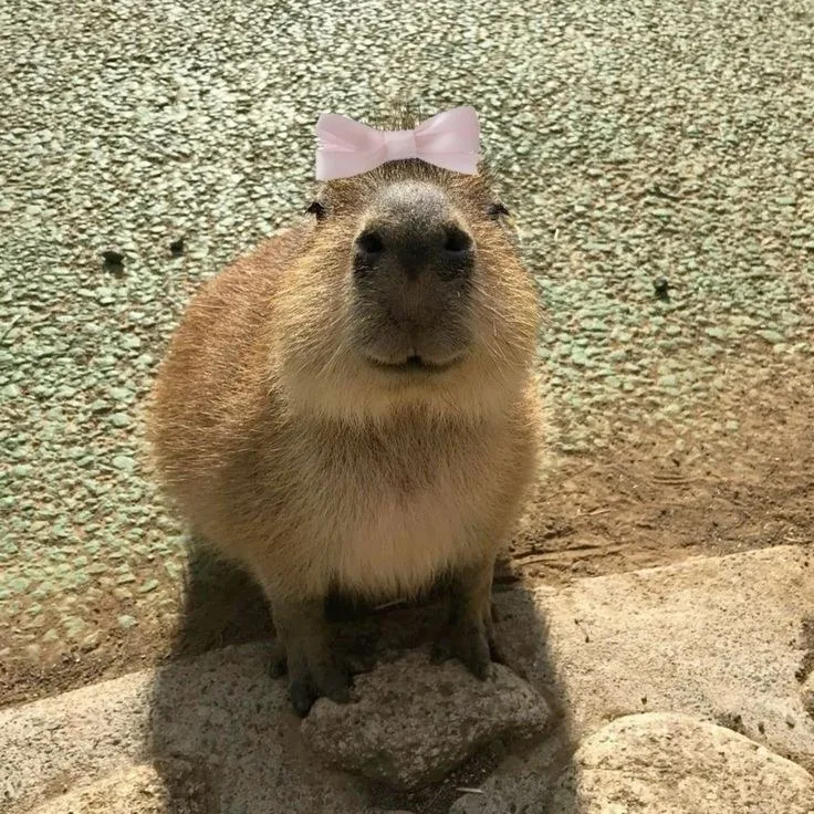 meme capybara