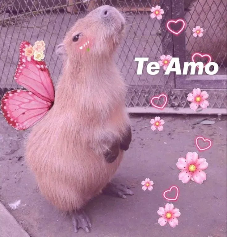 meme capybara