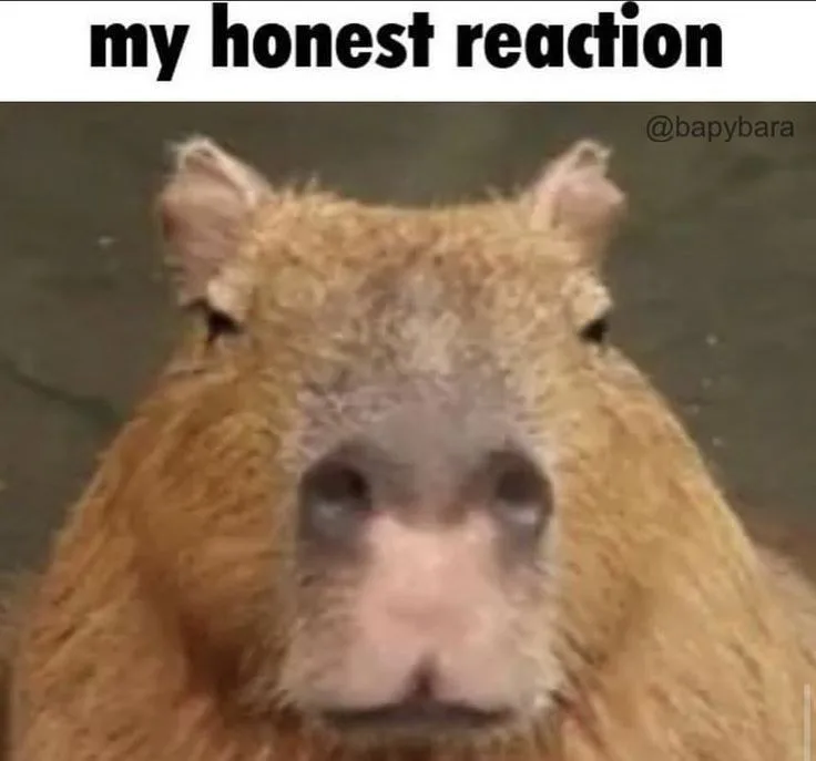 ảnh capybara vô tri