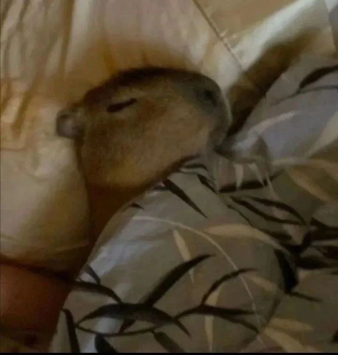 ảnh capybara vô tri