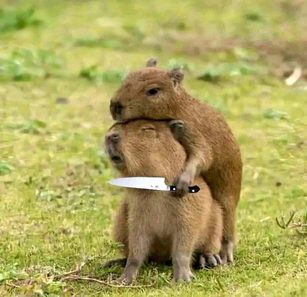 ảnh capybara vô tri