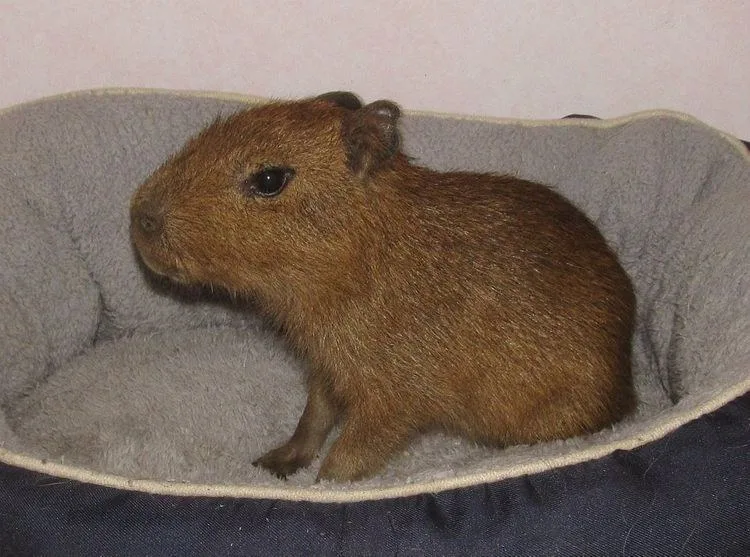 ảnh capybara vô tri