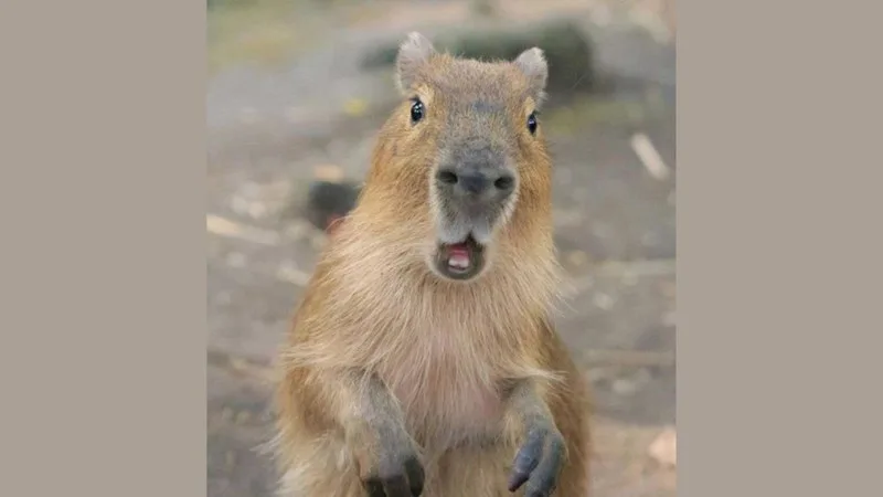 ảnh capybara vô tri