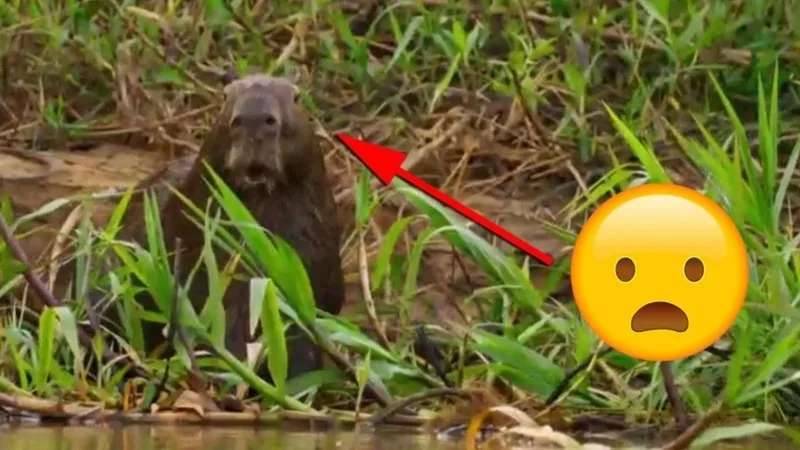 ảnh capybara vô tri