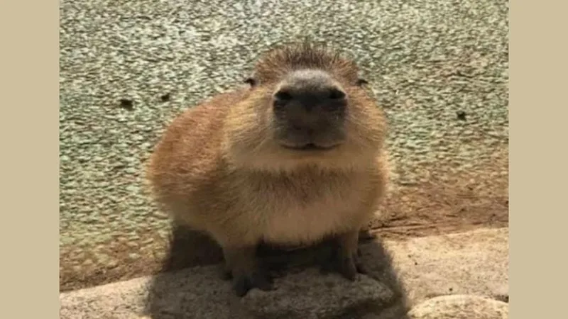 ảnh capybara vô tri