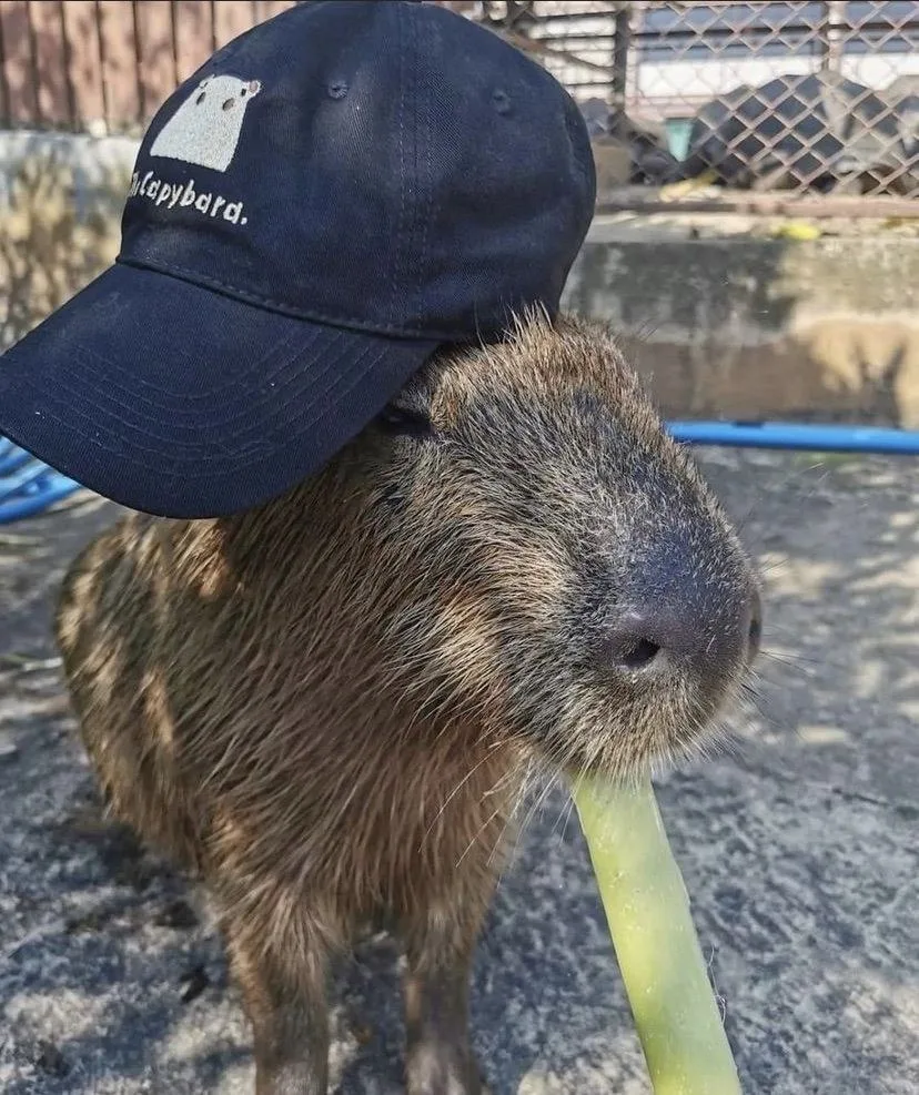 ảnh capybara vô tri