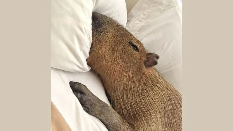 ảnh capybara vô tri