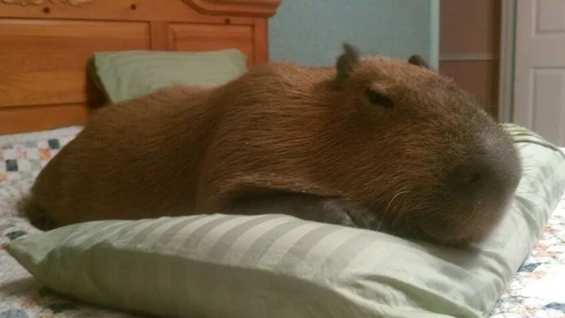ảnh capybara vô tri