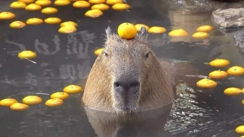 ảnh capybara vô tri