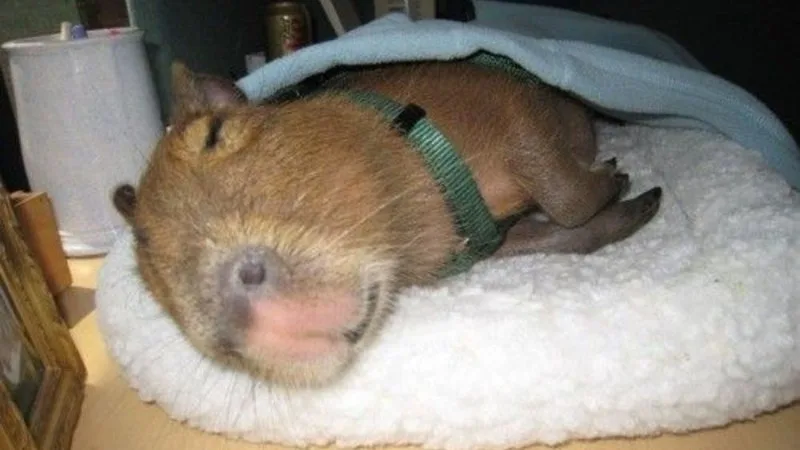 ảnh capybara vô tri