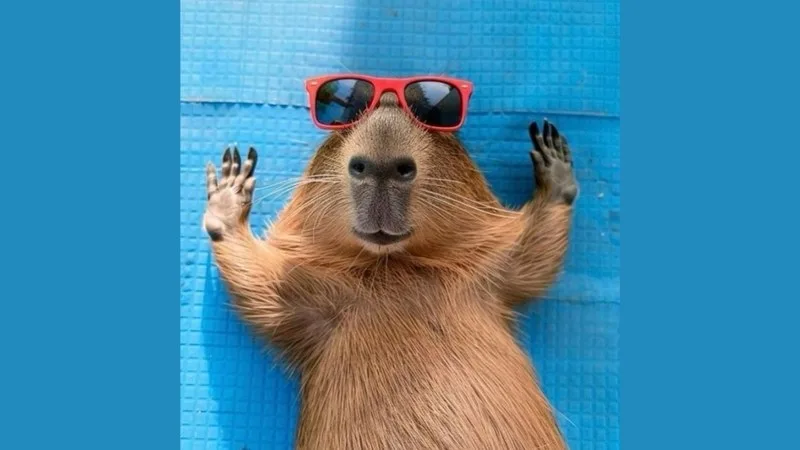 meme capybara