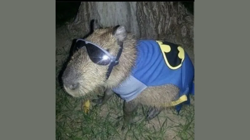 meme capybara