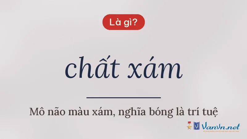 chất xám là gì