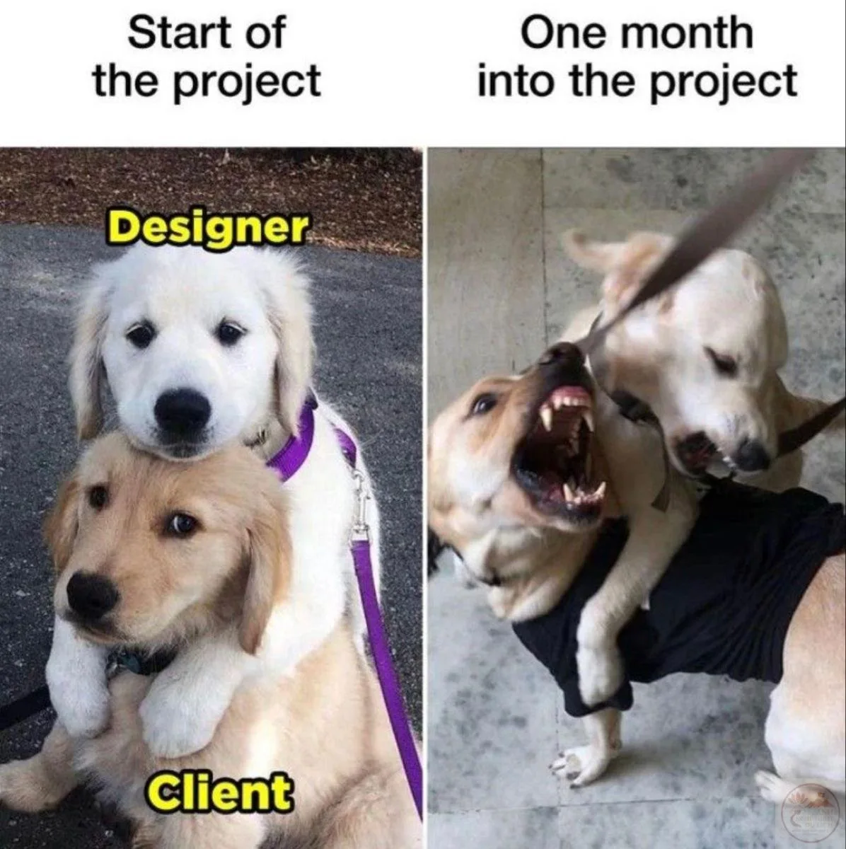designer meme