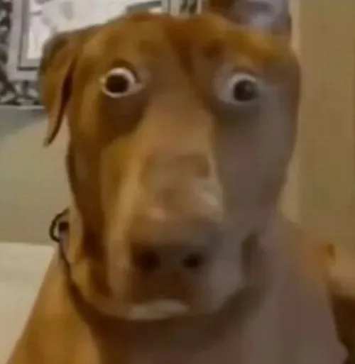 confused meme
