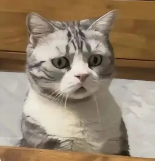 confused meme
