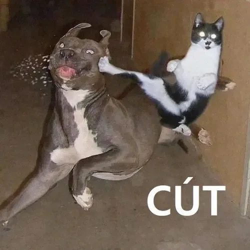 meme cút ra ngoài