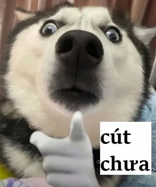 cút meme